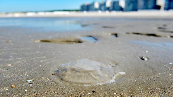 Opvallend veel kwallen aan de kust: dit moet je (niet) doen als je gestoken wordt