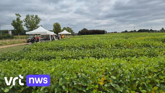 Krijgen we evenveel soja als maïs op Vlaamse velden?