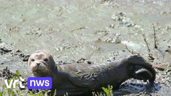 Verdwaalde zeehond gespot aan Kleine Nete in Lier: "Dier leek in goeie conditie"