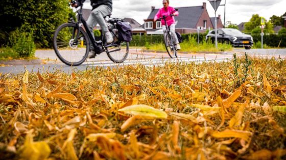 Vanwege de langdurige droogte verkleuren de bomen al en laten ze hun bladeren vallen. 