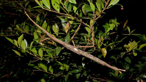 Supersized stick insect discovered in Wet Tropics