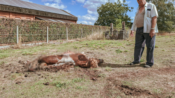 Afgelopen week drie pony’s doodgebeten door wolven: “Dit was te verwachten” - Nieuwsblad