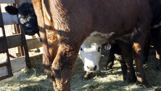 6 people found dead at Colorado dairy, local authorities say