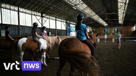 Meisje overlijdt na val tijdens ponytoernooi in Sint-Lenaarts