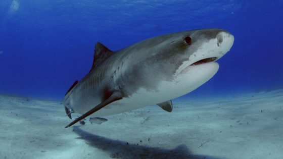 U.S. tourist attacked by a shark while spearfishing in the Bahamas