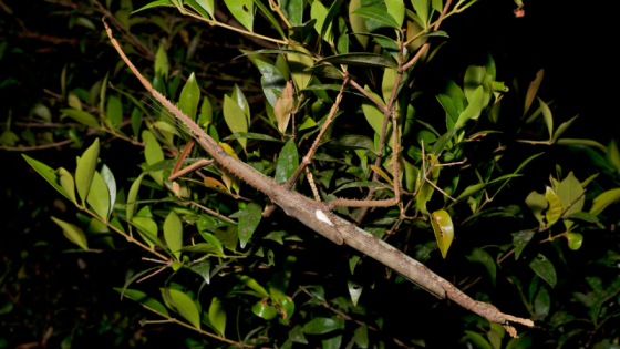New species of giant stick insect found in Australia