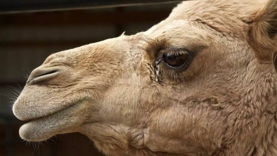 Can camel tears neutralize the poison of thousands of snakes?​
