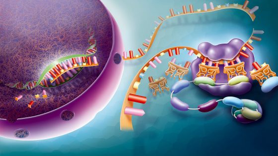 A cartoon diagram of gene activity, with a purple cell nucleus in the upper left, and a strand of RNA extending out into a bluish cytoplasm.