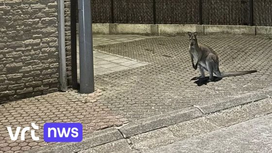 Wallaby ontsnapt in Lievegem, politie vraagt inwoners om tuin af te sluiten als het dier opduikt