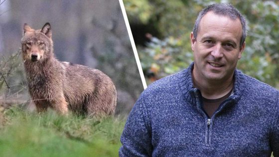 Welkom Wolf dagvaardt Vlaamse regering: “Acht jaar slap beleid rond bescherming” - HBVL