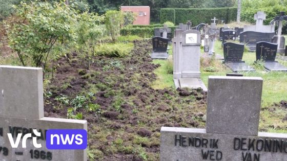 Everzwijnen richten schade aan in Mol en Laakdal: ook begraafplaats omgewoeld