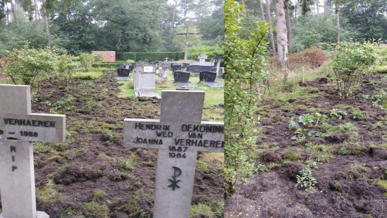 Everzwijnen zorgen voor schade in Mol en Laakdal: begraafplaats omgewoeld en aangevreten maïsveld