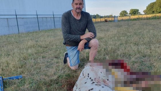 Ook pony prins in Ellikom (Oudsbergen) doodgebeten door de wolf