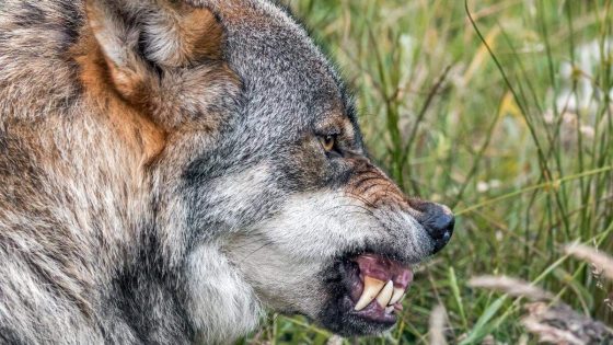 Opnieuw doodt wolf een pony, minister Weyts heeft vragen bij bescherming van de wolf