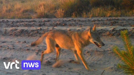 Wolf doodt opnieuw pony in Oudsbergen, gemeente vraagt overleg en extra maatregelen