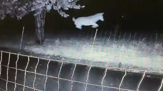 Wolf springt twintig keer over wolfwerend hek en doodt tientallen schapen