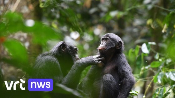 ZOO Planckendael gaat natuurpark in Congo met grote bonobopopulatie mee beheren