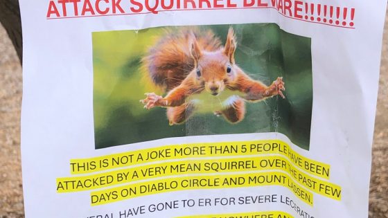 Aggressive squirrel attacks send San Francisco Bay Area residents to ER