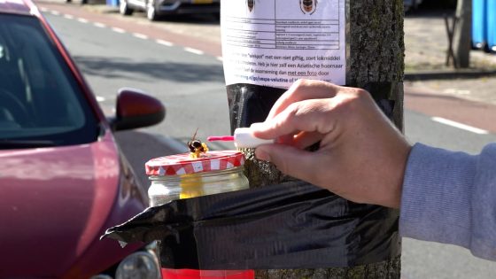 Nest Aziatische hoornaar verstopt in struiken: 'Dat maakt het gevaarlijk' - WOS Nieuws