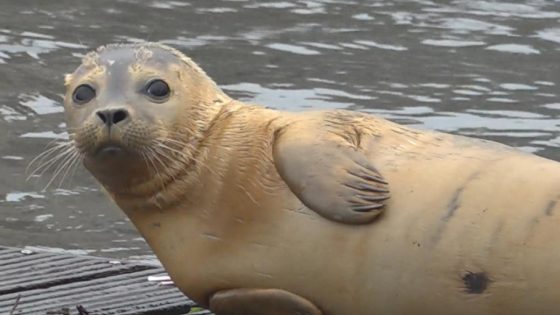 Zeehond trekt verder door de provincie en brengt bezoekje aan Aalsmeer